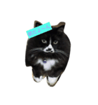 黒猫ちゃん♫（個別スタンプ：1）