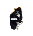 黒猫ちゃん♫（個別スタンプ：4）