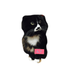 黒猫ちゃん♫（個別スタンプ：5）