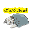 Lazy Cat Gang（個別スタンプ：39）