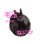 くろうさ1（個別スタンプ：4）