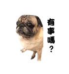 Pug dog-Alien（個別スタンプ：1）