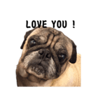 Pug dog-Alien（個別スタンプ：2）