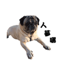 Pug dog-Alien（個別スタンプ：3）