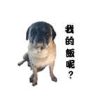 Pug dog-Alien（個別スタンプ：5）