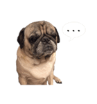 Pug dog-Alien（個別スタンプ：7）
