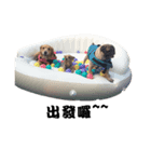 Pug dog-Alien（個別スタンプ：8）