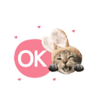 American shorthair Salad 2.（個別スタンプ：1）
