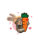 American shorthair Salad 2.（個別スタンプ：4）