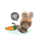American shorthair Salad 2.（個別スタンプ：5）
