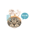 American shorthair Salad 2.（個別スタンプ：6）