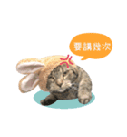 American shorthair Salad 2.（個別スタンプ：7）