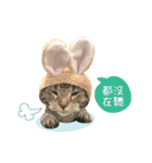 American shorthair Salad 2.（個別スタンプ：8）