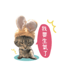 American shorthair Salad 2.（個別スタンプ：9）