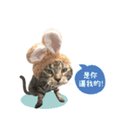 American shorthair Salad 2.（個別スタンプ：10）