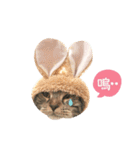American shorthair Salad 2.（個別スタンプ：13）