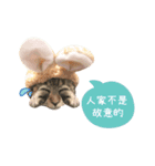 American shorthair Salad 2.（個別スタンプ：14）