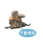 American shorthair Salad 2.（個別スタンプ：16）