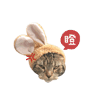 American shorthair Salad 2.（個別スタンプ：17）