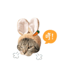 American shorthair Salad 2.（個別スタンプ：18）