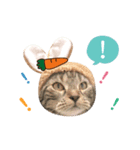 American shorthair Salad 2.（個別スタンプ：19）