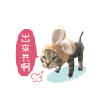 American shorthair Salad 2.（個別スタンプ：20）