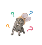 American shorthair Salad 2.（個別スタンプ：21）