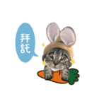 American shorthair Salad 2.（個別スタンプ：23）