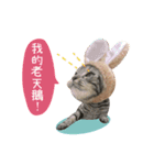 American shorthair Salad 2.（個別スタンプ：24）