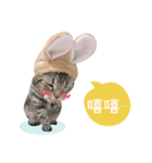 American shorthair Salad 2.（個別スタンプ：25）