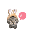 American shorthair Salad 2.（個別スタンプ：26）