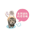 American shorthair Salad 2.（個別スタンプ：27）