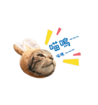 American shorthair Salad 2.（個別スタンプ：29）