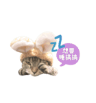 American shorthair Salad 2.（個別スタンプ：31）