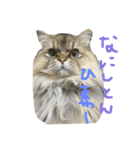 にゃんず3パート2（個別スタンプ：1）