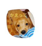 DMリキくん（個別スタンプ：5）