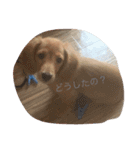 DMリキくん（個別スタンプ：6）