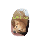 DMリキくん（個別スタンプ：7）