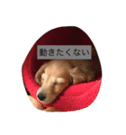DMリキくん（個別スタンプ：11）