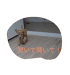 DMリキくん（個別スタンプ：15）