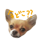 チワワスタンプ2（個別スタンプ：5）