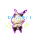 ブリティッシュのトクちゃん（個別スタンプ：2）
