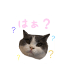 ブリティッシュのトクちゃん（個別スタンプ：4）