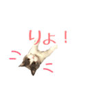 ブリティッシュのトクちゃん（個別スタンプ：5）