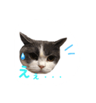 ブリティッシュのトクちゃん（個別スタンプ：6）