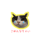 ブリティッシュのトクちゃん（個別スタンプ：7）