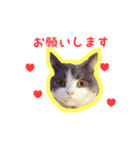 ブリティッシュのトクちゃん（個別スタンプ：8）