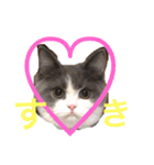 ブリティッシュのトクちゃん（個別スタンプ：10）