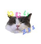 ブリティッシュのトクちゃん（個別スタンプ：11）