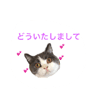 ブリティッシュのトクちゃん（個別スタンプ：12）